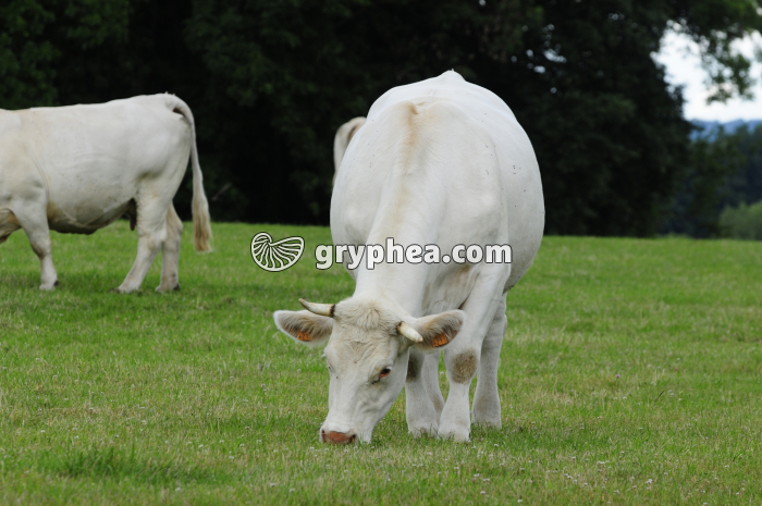 Vache broutant - gryphea.com